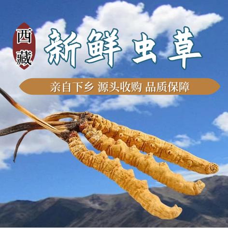 特级送礼礼盒西藏官方正品鲜干草