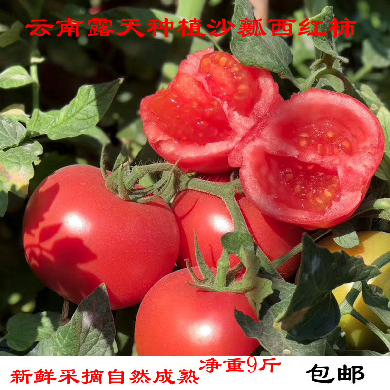 普罗旺斯番茄西红柿沙瓤番茄