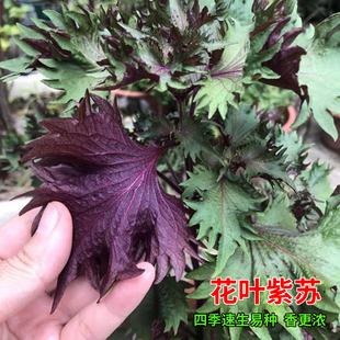 紫苏种籽回回苏种子鸡冠花叶紫苏皱叶单面种籽阳台盆栽庭院蔬菜籽