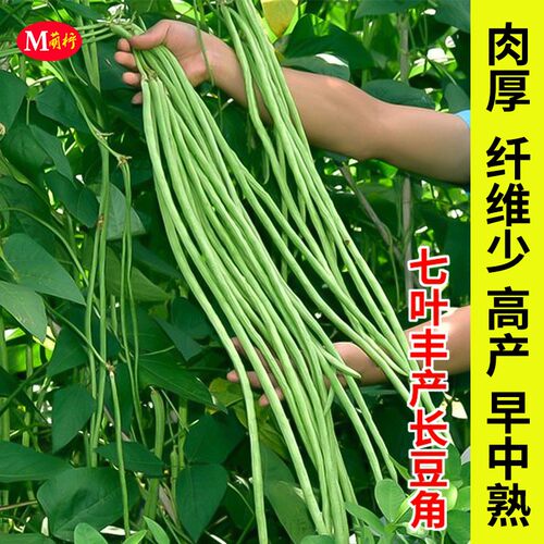 七叶丰产长豆角种子豇豆种籽