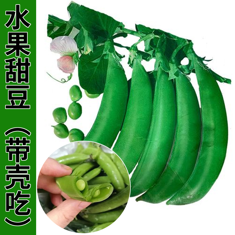 水果甜豆种子豌豆籽肉厚荷兰豆
