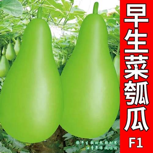 早生菜瓠瓜种子短浦瓜种籽
