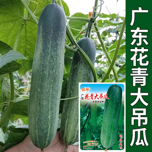 广东花青大吊瓜种子苗秧高产大黄瓜种蔬菜苗春秋播农家蔬菜种子苗