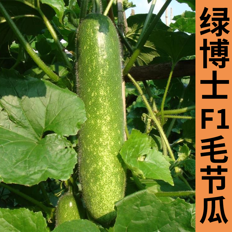 细心毛节瓜苗种子早熟迷你小冬瓜