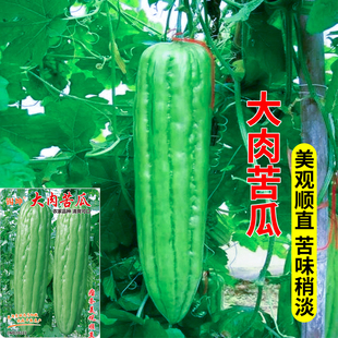 大肉苦瓜种子苗秧凉瓜菜苗春季高产种籽大田庭院菜园苦瓜种籽秧苗