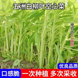 白梗柳叶空心菜种子小叶白杆空心菜籽种通菜蕹菜种籽四季蔬菜种孑