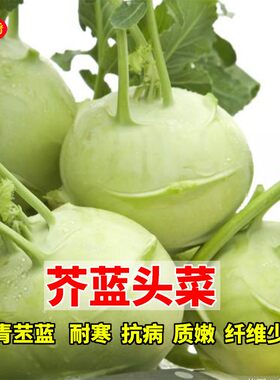 农家苤蓝高产籽种芥兰头菜球茎