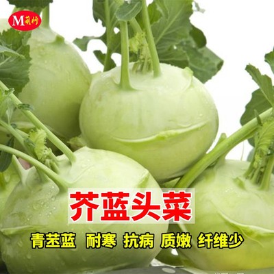 农家苤蓝高产籽种芥兰头菜球茎