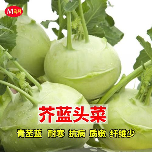 农家苤蓝高产籽种芥兰头菜球茎