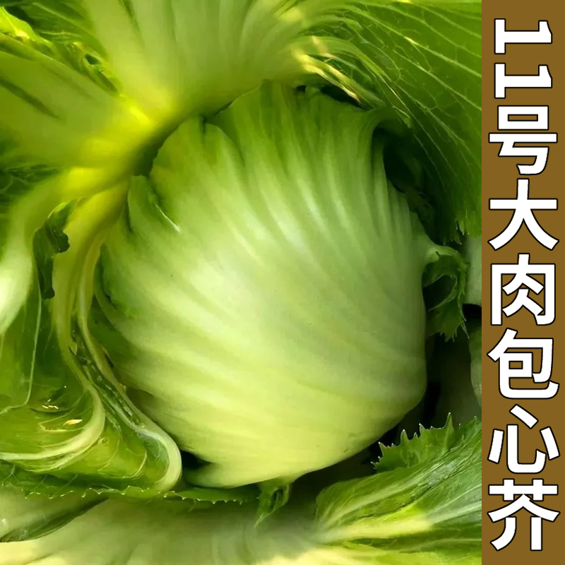 芥菜种籽11号大肉包心芥菜种子