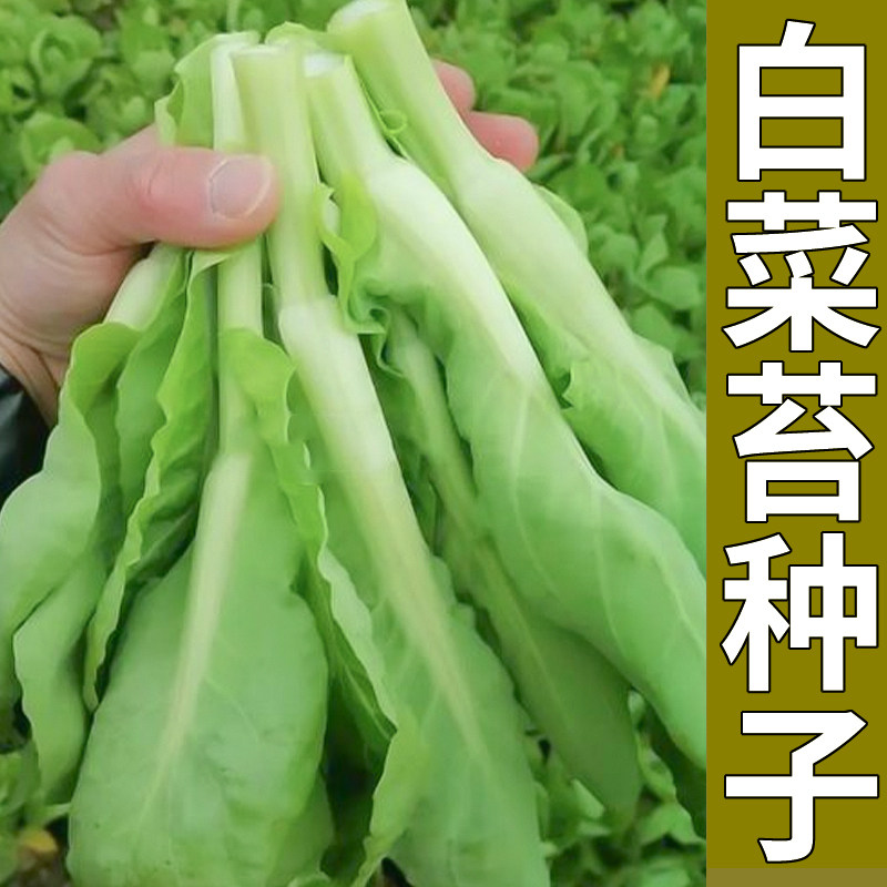 早熟白菜苔种籽种子秋冬季种白菜心种孑农家大田盆栽四季蔬菜种籽