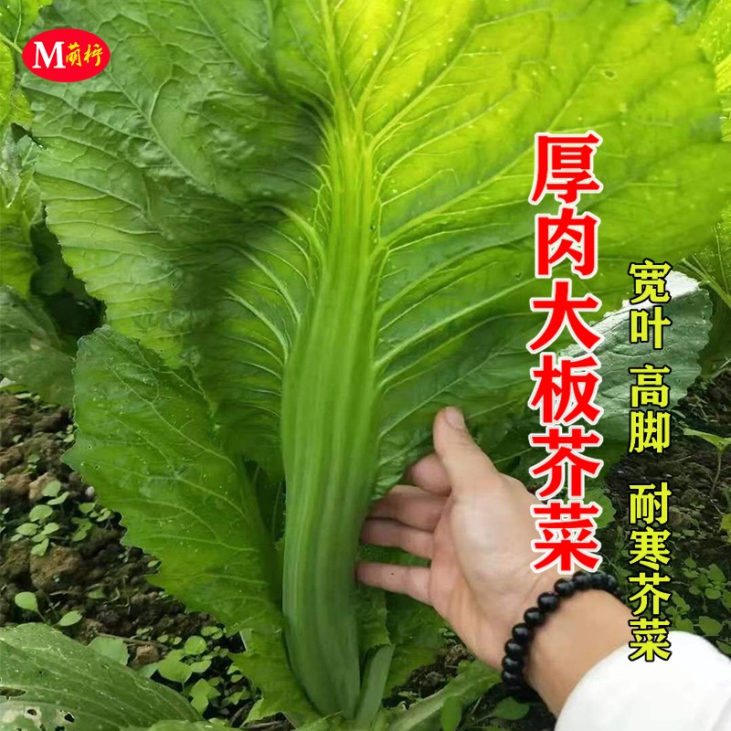 厚肉大板芥菜种子芥菜种籽本地大菜宽叶大叶芥菜秋季种植蔬菜种孑
