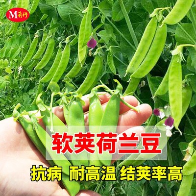 红花红花豌豆种籽孑碗豆荷兰豆