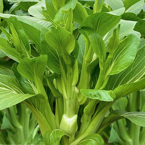 多次采收多苔一号菜苔种子包邮