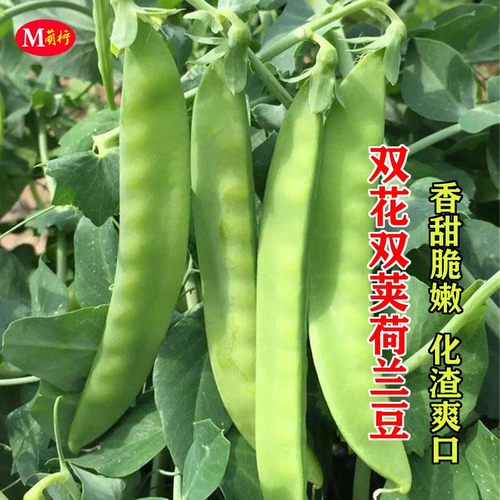 农家高产秋冬季蔬菜种孑荷兰豆