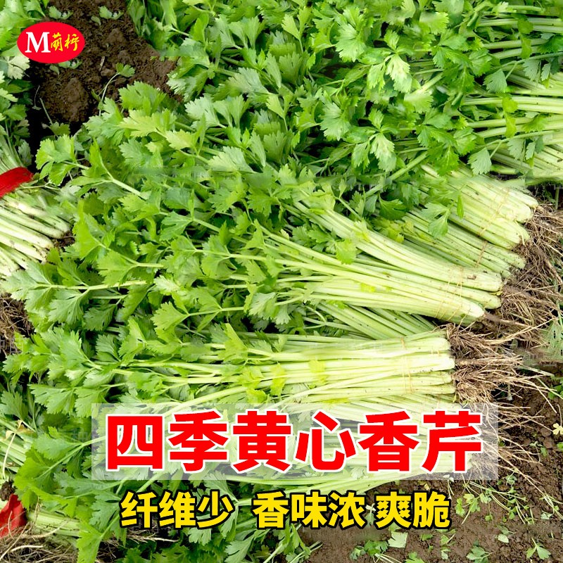 农家四季黄心小土秋冬种菜香芹