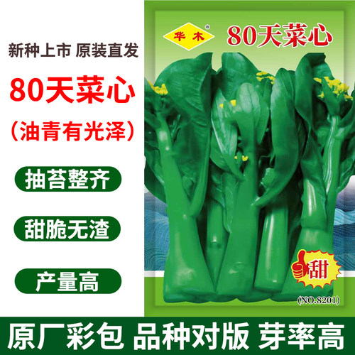 80天菜心种子种籽孑菜芯广东甜菜心种子耐寒秋冬季播甜脆无渣菜心
