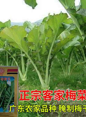 正宗客家梅菜种子种籽梅干菜籽