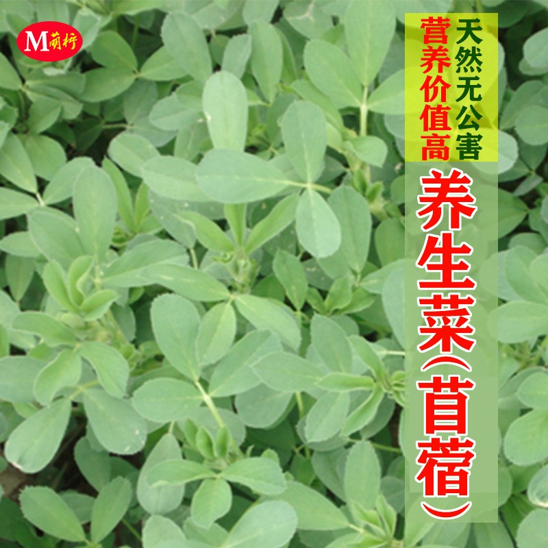 蔬菜种子食用金花菜养生菜