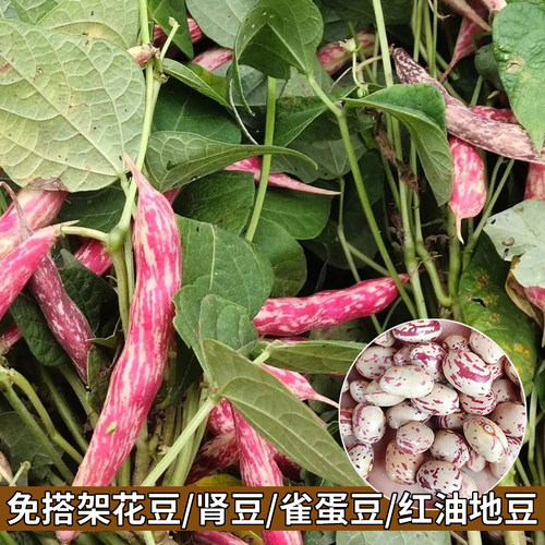 免搭架花豆种籽雀蛋豆种子