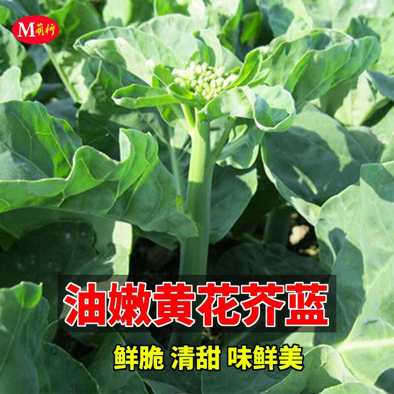 油嫩黄花迟芥兰种子芥蓝种籽粗条芥兰菜农家菜园蔬菜种孑包邮高产