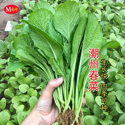 潮州春菜种子四季播青菜种籽