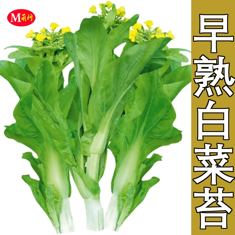 秋冬季早熟易种植白菜苔种籽