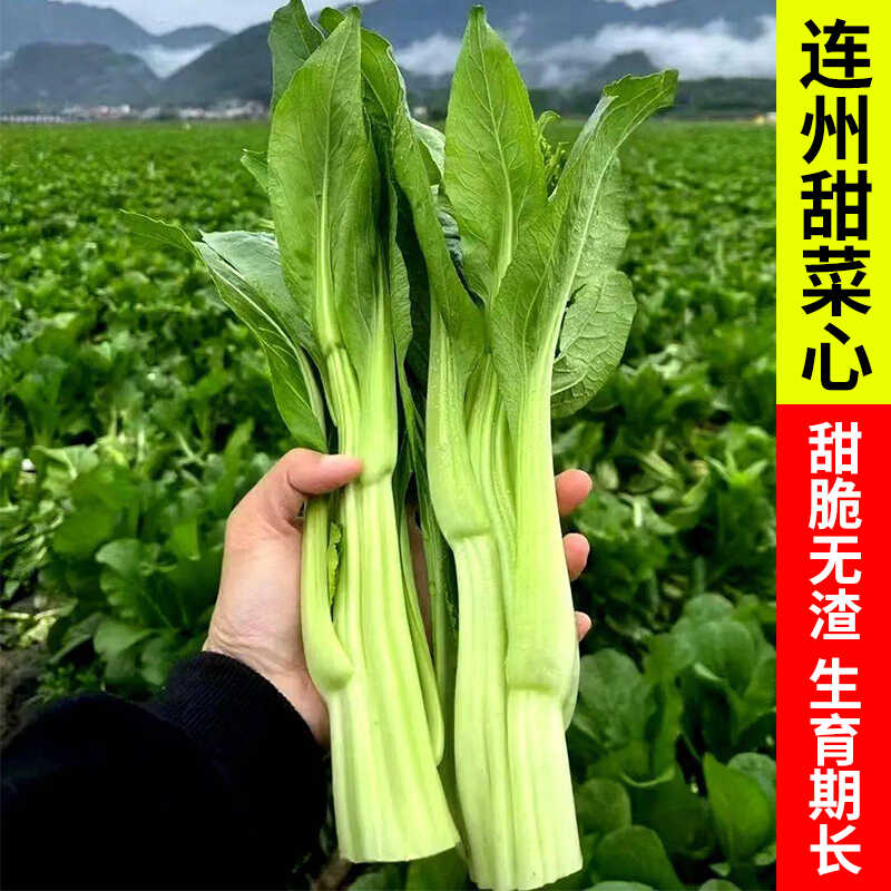 连州菜心种子种籽白菜苔