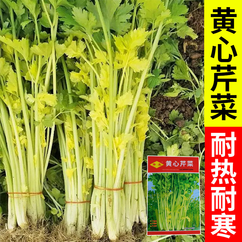 黄心芹菜种子四季小芹菜种籽小香芹籽种春秋盆栽农家菜园蔬菜种孑,鲜花速递/花卉仿真/绿植园艺,家庭园艺种子,淘宝优惠券,粉丝福利购,淘宝优惠卷