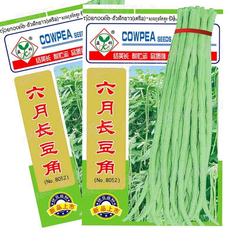 六月长豆角种籽高产豇豆