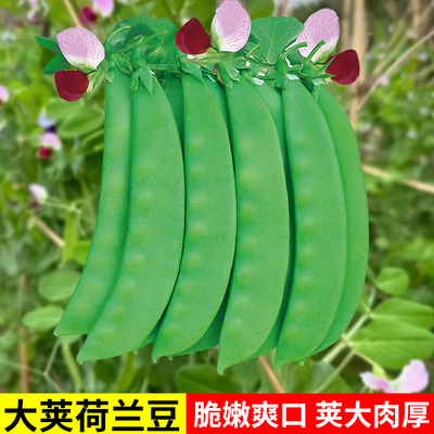 大荚荷兰豆种子菜豌豆