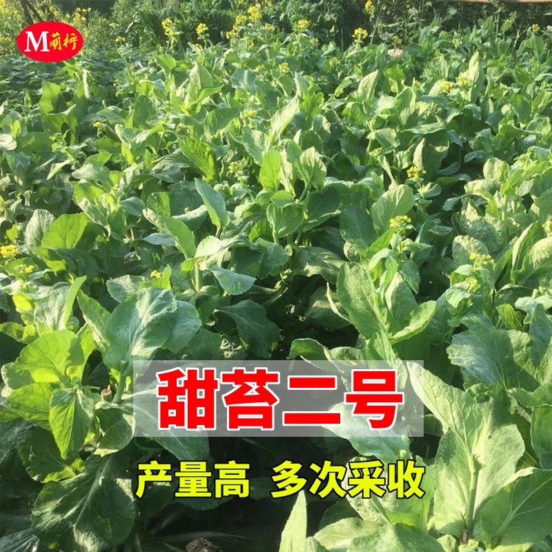 甜苔二号甜菜心种子芯蔬菜种孑