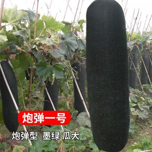炮弹一号冬瓜种子苗广东黑皮冬瓜秧苗种籽特大春农家大田蔬菜种孑