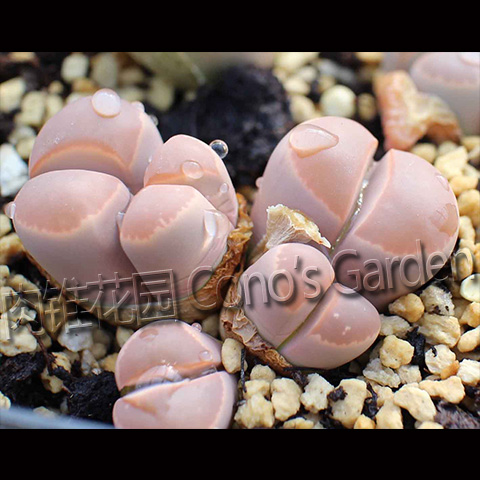 橄欖玉種子 粉紅色SB1560 玫瑰棕 紅橄欖生石花 C162B C403 F139B