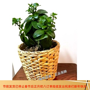 IKEA宜家  弗里 装饰用花盆水葫芦草编创意花盆绿植花卉盆栽代购