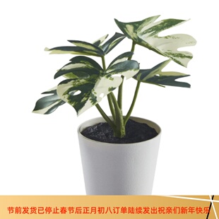 IKEA宜家菲卡 人造盆栽带花盆，室内/户外 龟背竹6 厘米代购