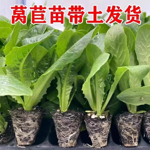 青皮红叶莴笋莴苣耐寒蔬菜红皮紫叶莴笋秧苗阳台庭院大田均可种植