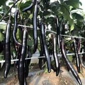 黑线长茄子苗黑线茄子苗黑线茄子秧苗黑长茄子苗穴盘种植蔬菜苗