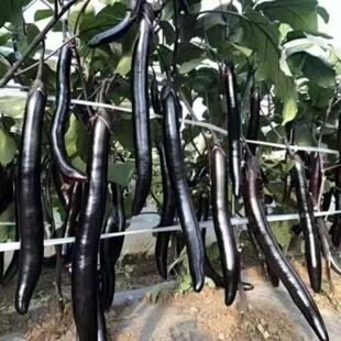 黑线长茄子苗黑线茄子苗黑线茄子秧苗黑长茄子苗穴盘种植蔬菜苗