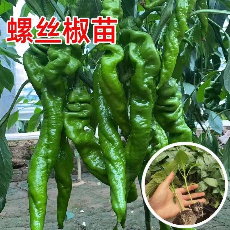正宗高产螺丝椒辣椒苗带土苗香螺旋特大秧苗四季菜园庭院阳台种植,农用物资,蔬菜种子/种苗,淘宝优惠券,粉丝福利购,淘宝优惠卷