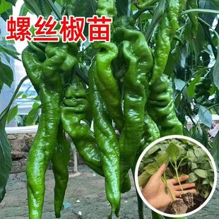 正宗高产螺丝椒辣椒苗带土苗香螺旋特大秧苗四季菜园庭院阳台种植