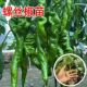 正宗高产螺丝椒辣椒苗带土苗香螺旋特大秧苗四季 菜园庭院阳台种植