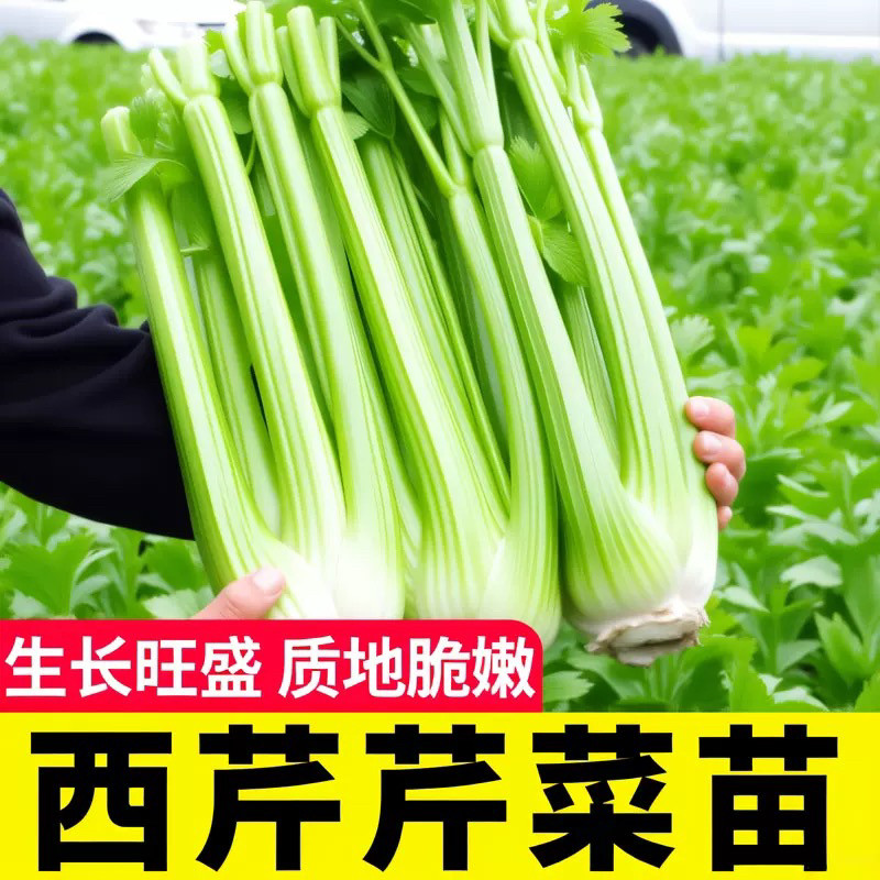 带土皇后西芹香芹黄心芹菜高产春秋盆栽阳台基地直发四季蔬菜苗,农用物资,蔬菜种子/种苗,淘宝优惠券,粉丝福利购,淘宝优惠卷