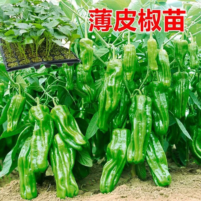 特大果高产薄皮椒苗辣椒种苗冬季播种阳台四季盆栽蔬菜苗现挖现发