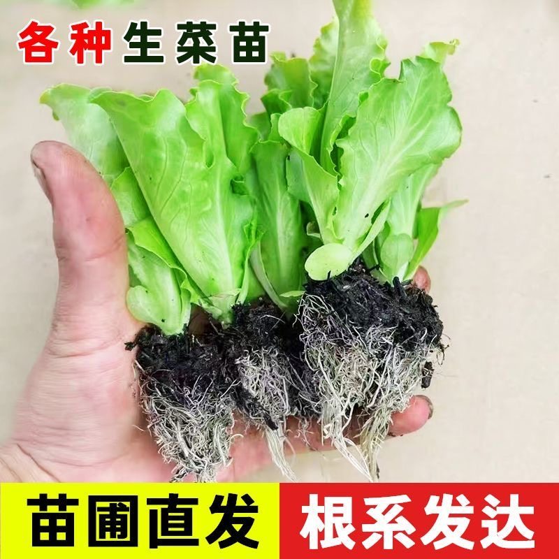 意大利生菜苗秧苗速生生菜穴盘种苗阳台庭院盆栽地栽四季种植菜苗