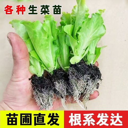 意大利生菜苗秧苗速生生菜穴盘种苗阳台庭院盆栽地栽四季种植菜苗