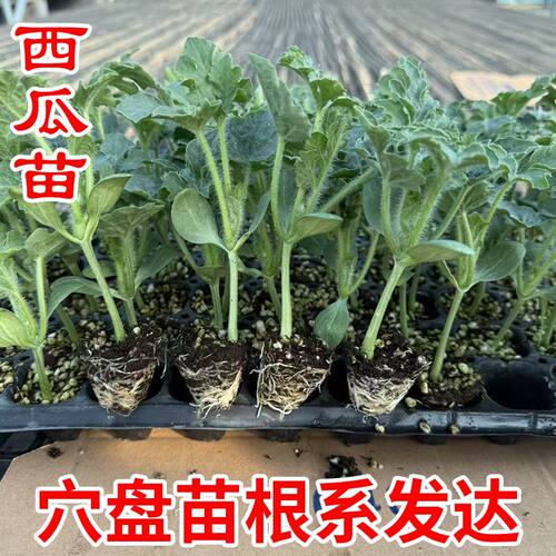 超甜8424麒麟西瓜苗带土秧苗
