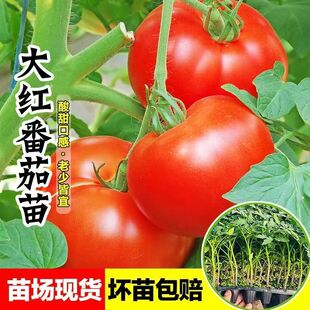 大红西红柿苗大粉番茄苗红洋柿秧苗粉番茄苗四季洋柿红粉番茄苗