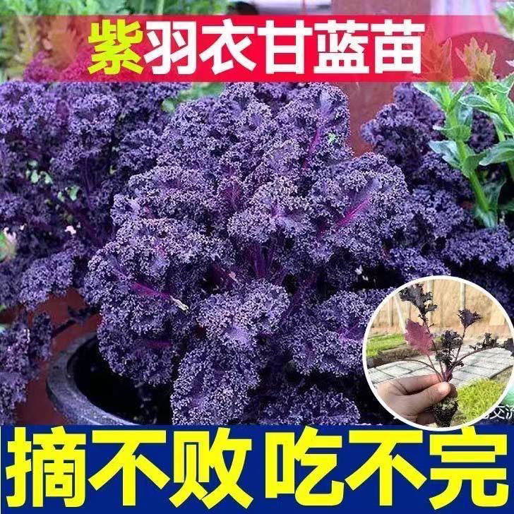 食用羽衣甘蓝苗秧绿紫羽衣甘蓝大苗种子四季高产营养耐寒阳台盆栽