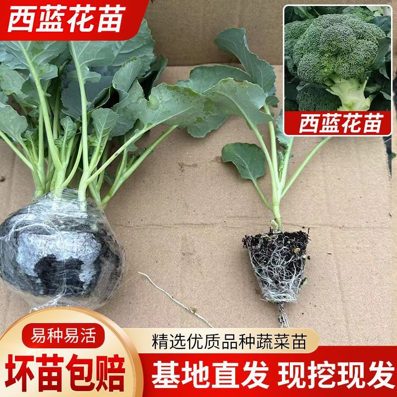 西兰花苗有机西蓝花苗带土秧苗绿色花菜花椰菜户外抗寒冬季易成活